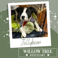 Photo of Jellybean
