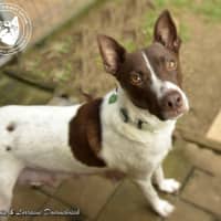 Photo of Koda