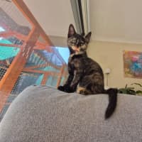 Photo of Tori