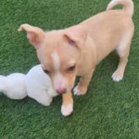 Photo of Matisse   8 Week Old Maltese X