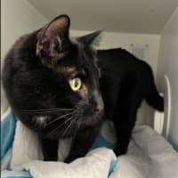 Photo of Shadow