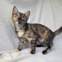 Photo of Rainbow Cabbage 🌈