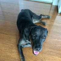 Photo of Charlotte 🌺 13 Month Old, Koolie X Labrador 