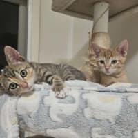 Photo of Drizzle – Ringworm Special $49