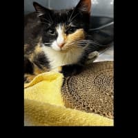 Photo of Primrose