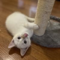 Photo of The Wizard Of Oz