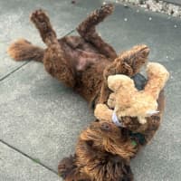 Photo of Milo