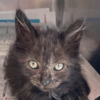 Photo of Smokey