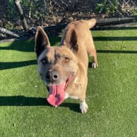 Photo of Coco Imp 1364