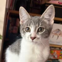 Photo of Havarti