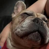 Photo of Luna Wensleydale