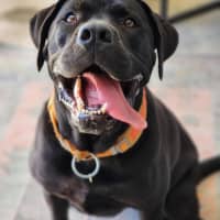 Photo of 🐞 Stevie 6855 🐞