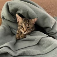 Photo of Timmy (Bob)