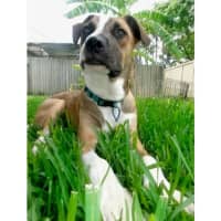 Photo of Guinness *$350 Adoption Fee*