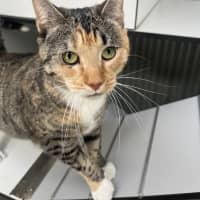 Photo of Cleopatra