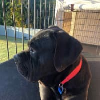 Photo of Julie *$350 Adoption Fee*