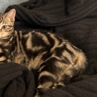 Photo of Louie