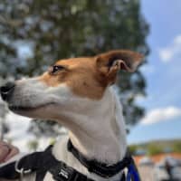 Photo of Mila   5 Year Old Jack Russell Terrier X