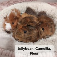 Photo of Jellybean, Camellia, Fleur