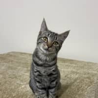 Photo of Blueberry