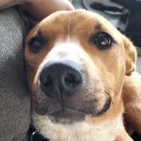 Photo of Lewis (Louie)