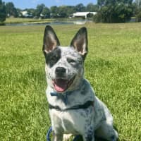 Photo of Angus