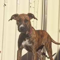 Photo of Stella
