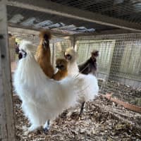 Photo of 5 Silkie Roosters 