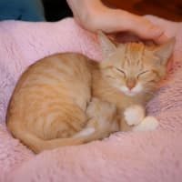 Photo of Piglet