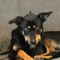 Photo of Alfalfa (Alfie)