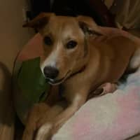 Photo of Daisy
