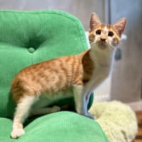 Photo of Tango   In Foster Care In Brunswick East