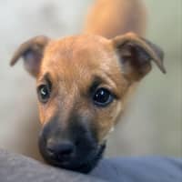 Photo of The Hawaiian Girls!