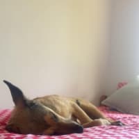 Photo of Lucky