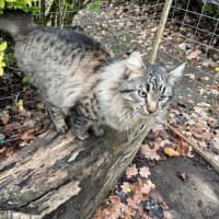 Photo of Aurelian Silvanus