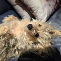 Photo of Indie 