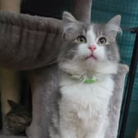 Photo of Kaan**2nd Chance Cat Rescue**