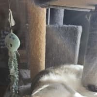 Photo of Dottie *9 Lives Project Rescue*