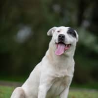 Photo of Pirate
