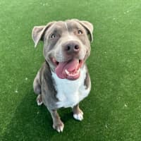 Photo of Rigby Imp 2134