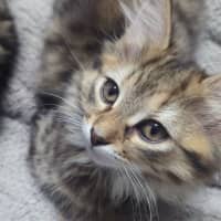 Photo of Bellatrix Clowder