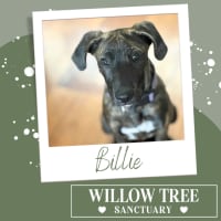 Photo of Billie