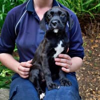 Photo of Indiana Bones