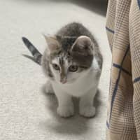 Photo of Amun (8931)