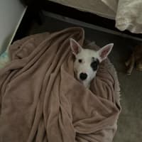 Photo of Luna Lou   2 Year Old Staffy X