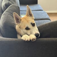 Photo of Loki