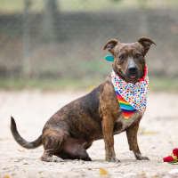 Photo of Archie Bear