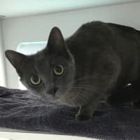 Photo of Lily