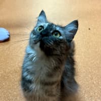 Photo of Clover