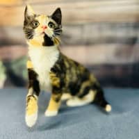 Photo of Aurora   Located In Wallan